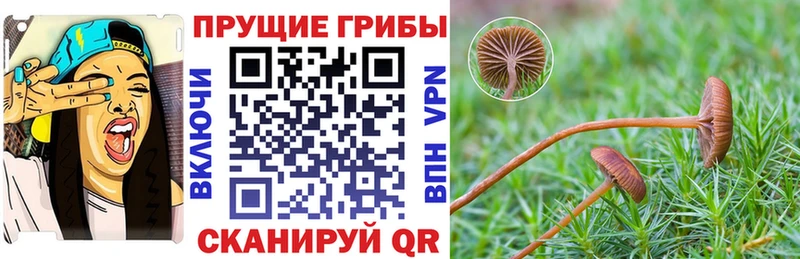 Псилоцибиновые грибы Psilocybine cubensis  blacksprut вход  Ярцево  продажа наркотиков 